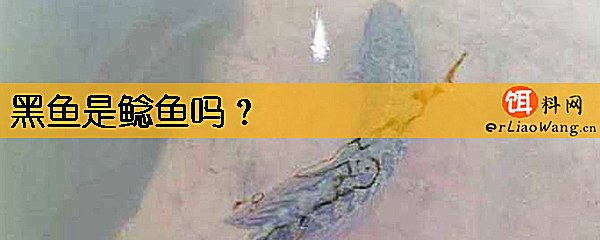 黑鱼是鲶鱼吗