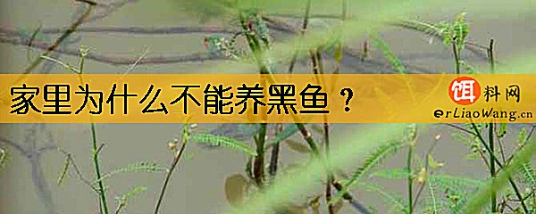 家里为什么不能养黑鱼