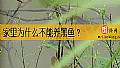 《家里为什么不能养黑鱼？》封面图