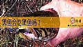 黑鱼会吃黑鱼吗？