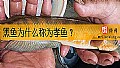 《黑鱼为什么称为孝鱼？》封面图