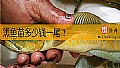 《黑鱼苗多少钱一尾？》封面图