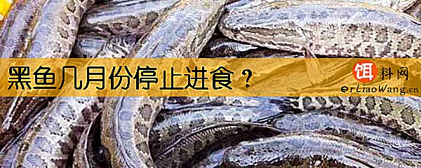 黑鱼几月份停止进食