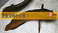 《黑鱼又叫什么鱼？》封面图