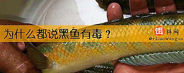 为什么都说黑鱼有毒