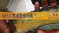 《为什么都说黑鱼有毒？》封面图