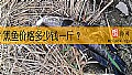黑鱼价格多少钱一斤？