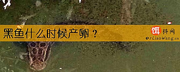 黑鱼什么时候产卵