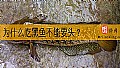 《为什么吃黑鱼不能要头？》封面图
