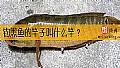 《钓黑鱼的竿子叫什么竿？》封面图
