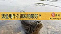 《黑鱼用什么饵料钓最好？》封面图