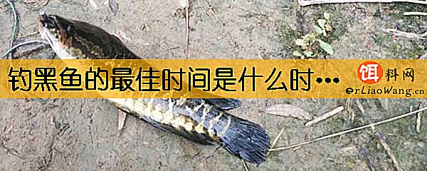 钓黑鱼的最佳时间是什么时候