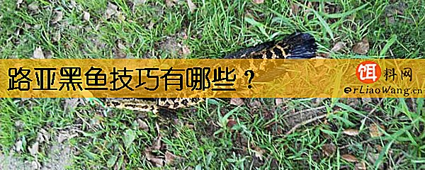 路亚黑鱼技巧有哪些