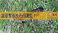 路亚黑鱼技巧有哪些？