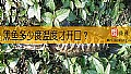 《黑鱼多少度温度才开口？》封面图