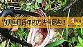 《钓黑鱼最简单的方法有哪些？》封面图
