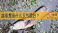《路亚黑鱼什么天气最好？》封面图