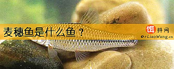 麦穗鱼是什么鱼