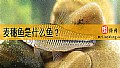 《麦穗鱼是什么鱼？》封面图