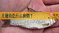 《麦穗鱼吃什么食物？》封面图