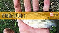 《麦穗鱼有几种？》封面图