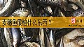 《麦穗鱼最怕什么东西？》封面图
