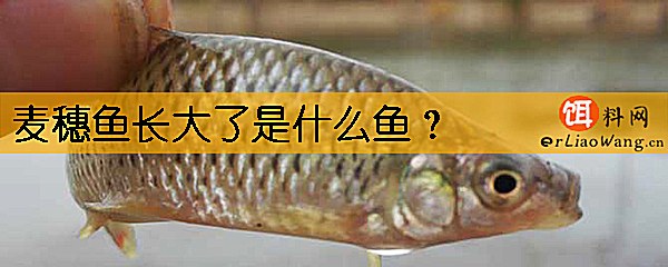 麦穗鱼长大了是什么鱼