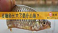 《麦穗鱼长大了是什么鱼？》封面图