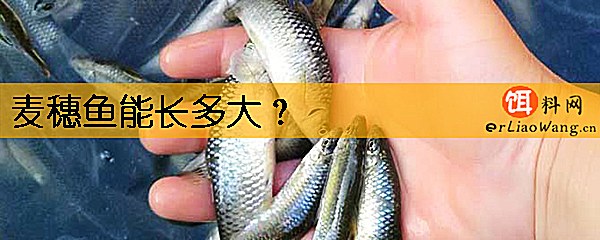 麦穗鱼能长多大