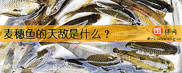 麦穗鱼的天敌是什么