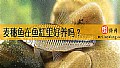 《麦穗鱼在鱼缸里好养吗？》封面图