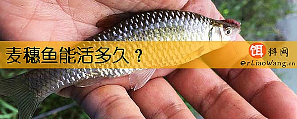 麦穗鱼能活多久