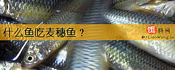 什么鱼吃麦穗鱼