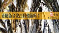 《麦穗鱼会攻击其他鱼吗？》封面图