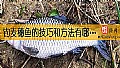 《钓麦穗鱼的技巧和方法有哪些？》封面图