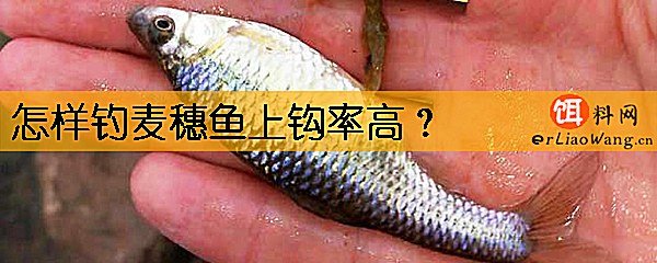 怎样钓麦穗鱼上钩率高