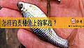 《怎样钓麦穗鱼上钩率高？》封面图
