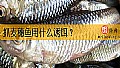 《抓麦穗鱼用什么诱饵?》封面图