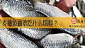 麦穗鱼喜欢吃什么饵料？