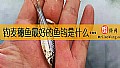 《钓麦穗鱼最好的鱼钩是什么钩?》封面图