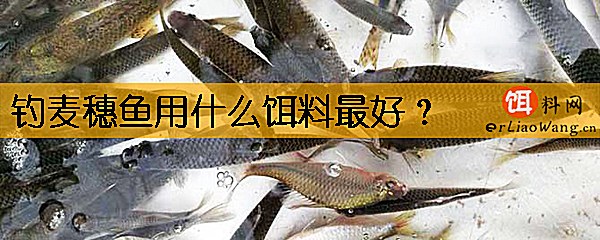 钓麦穗鱼用什么饵料最好