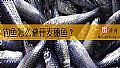 《钓鱼怎么避开麦穗鱼?》封面图
