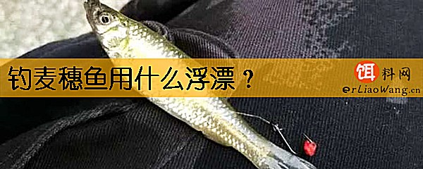 钓麦穗鱼用什么浮漂