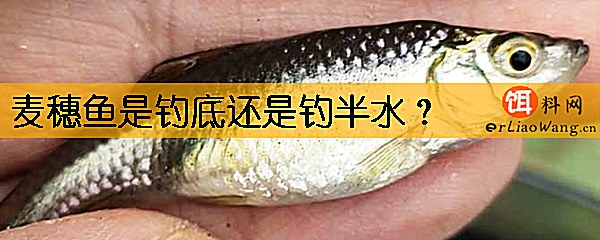 麦穗鱼是钓底还是钓半水