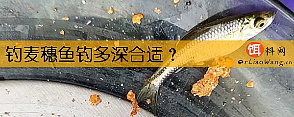 钓麦穗鱼钓多深合适