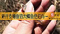 《避开麦穗鱼钓大鲫鱼绝招有哪些？》封面图