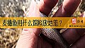 麦穗鱼用什么饵料放地笼？