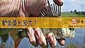 《鲈鱼能长多大？》封面图
