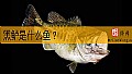 《黑鲈是什么鱼？》封面图