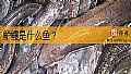 《鲈鳗是什么鱼？》封面图